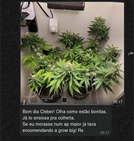 Ansiosa pra colheita