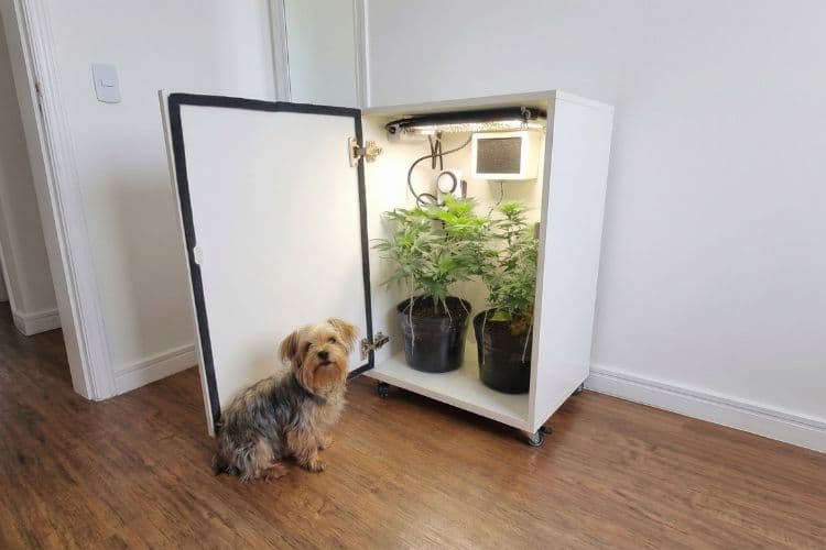 Growbox Homegrown em ambiente residencial